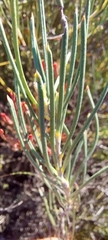 Serruria linearis