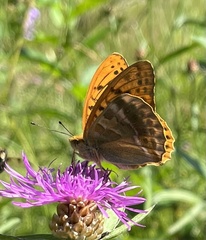Argynnis paphia