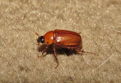 Cyclocephala pasadenae