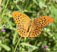 Argynnis paphia
