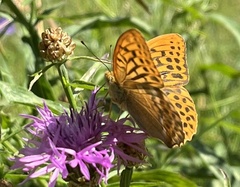 Argynnis paphia
