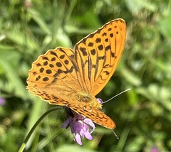 Argynnis paphia