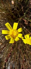 Othonna linearifolia