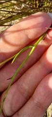 Othonna linearifolia