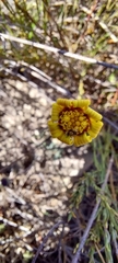 Othonna linearifolia