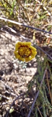 Othonna linearifolia