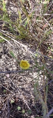 Othonna linearifolia