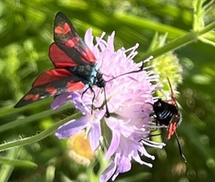Zygaena filipendulae
