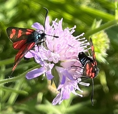 Zygaena filipendulae
