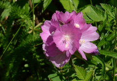 Sidalcea hirtipes
