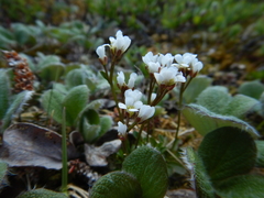 Cardamine bellidifolia