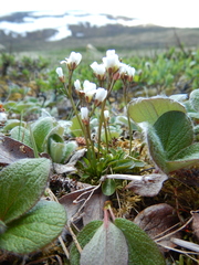 Cardamine bellidifolia