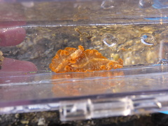 Phrikoceros katoi