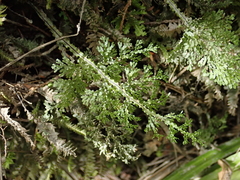 Hymenophyllum flexuosum
