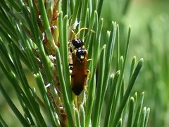 Acantholyda hieroglyphica