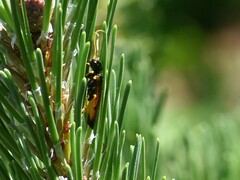 Acantholyda hieroglyphica