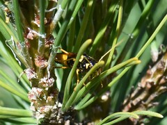 Acantholyda hieroglyphica