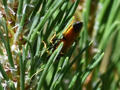 Acantholyda hieroglyphica