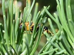 Acantholyda hieroglyphica