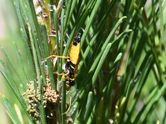 Acantholyda hieroglyphica