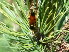 Acantholyda hieroglyphica