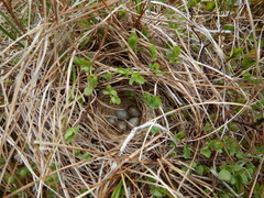 Passerculus sandwichensis