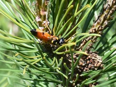 Acantholyda hieroglyphica