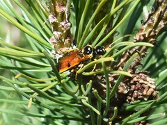 Acantholyda hieroglyphica