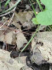 Rilaena triangularis