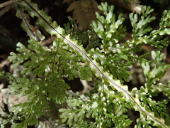 Hymenophyllum flexuosum