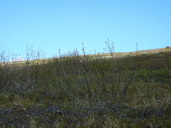 Passerculus sandwichensis