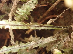 Hymenophyllum flexuosum