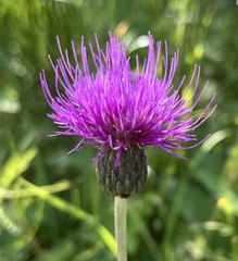 Cirsium heterophyllum