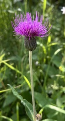 Cirsium heterophyllum