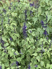 Salvia concolor