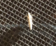 Ornativalva erubescens