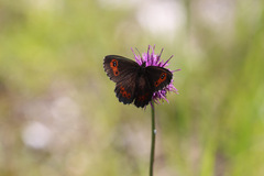 Erebia ligea
