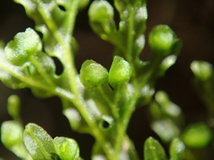 Hymenophyllum flexuosum
