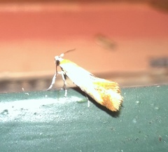 Batia lunaris