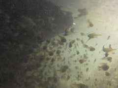 Pempheris compressa