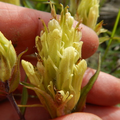 Castilleja pallida yukonis