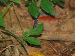 Oleria aquata