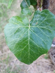 Hedera helix