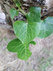 Hedera helix