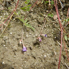 Astragalus bodinii
