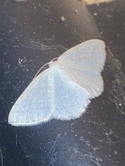 Protitame subalbaria