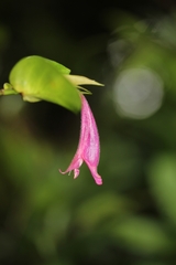 Hypoestes fascicularis