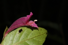 Hypoestes fascicularis
