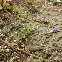 Astragalus bodinii