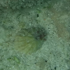 Fissurella barbadensis